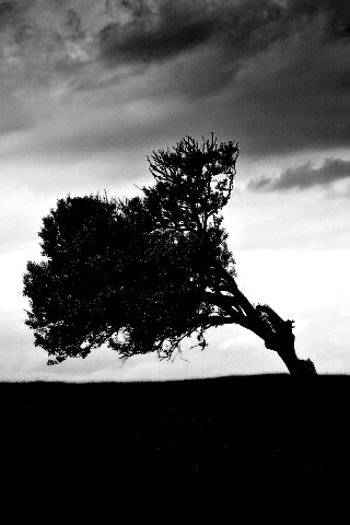 Склоненное дерево обои