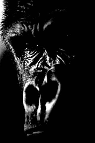 Фото орангутанга обои