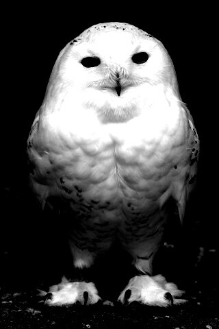 Белая сова обои