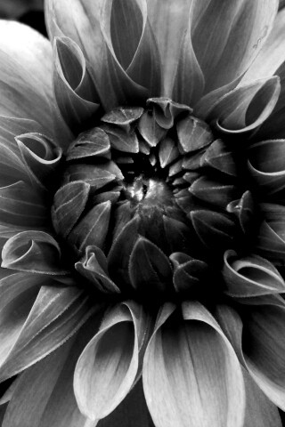 Аленький цветочек обои