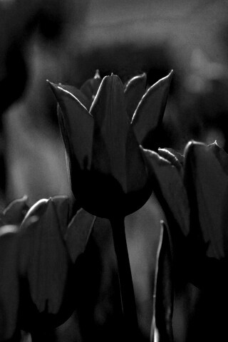 Красные цветы обои