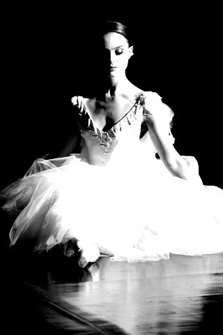 Черный лебедь обои