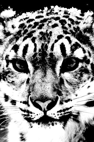 Снежный барс обои