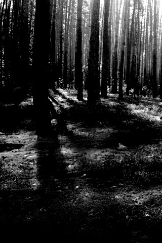 Солнечный лес обои