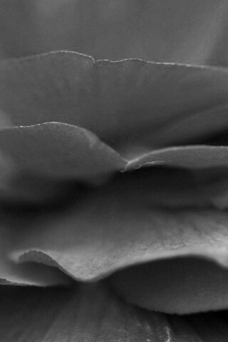 Лепестки красного цветка обои