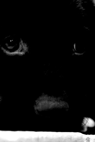 Пушистый шоколадка обои