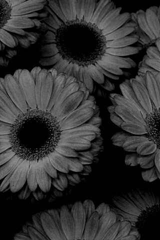 Желтые герберы обои