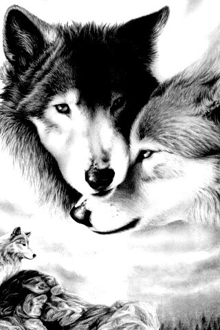Волки обои