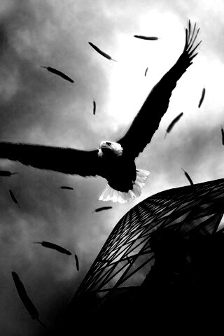 Орлиный полет обои