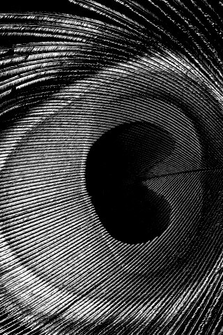 Перо павлина обои