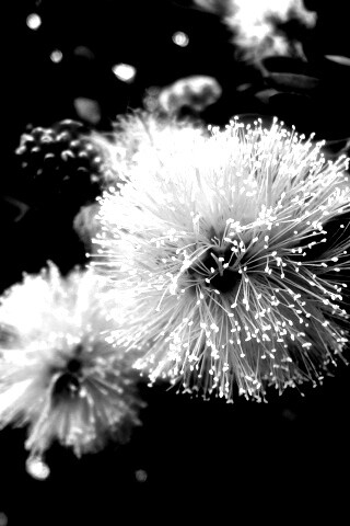 Сказочный цветок обои