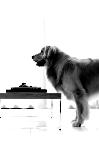 Лабрадор Ретривер обои