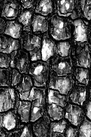 Кора дерева обои