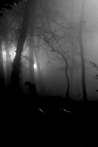 Темный лес обои