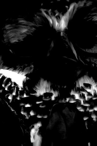 Совы-мариачи из Ранго обои