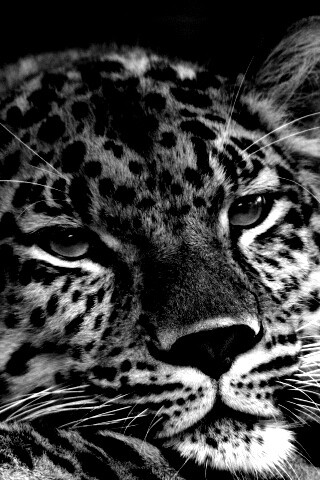 Злопасный ягуляр обои