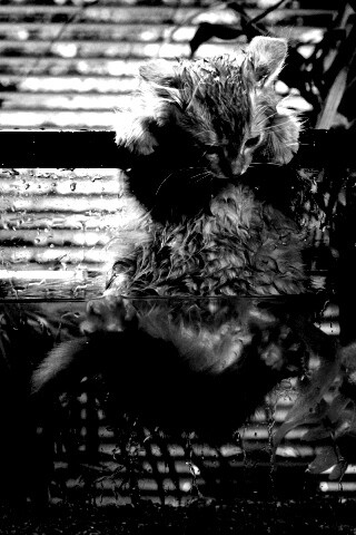 Мокрая киска обои