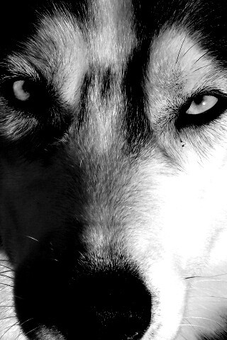 Собака с голубыми глазами обои