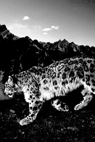 Леопард обои