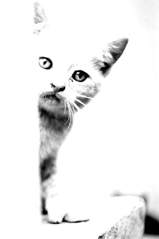 Котик из-за угла обои