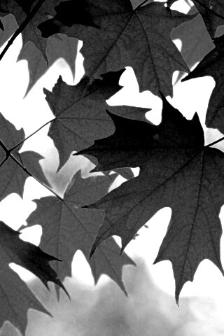 Кленовые листья обои