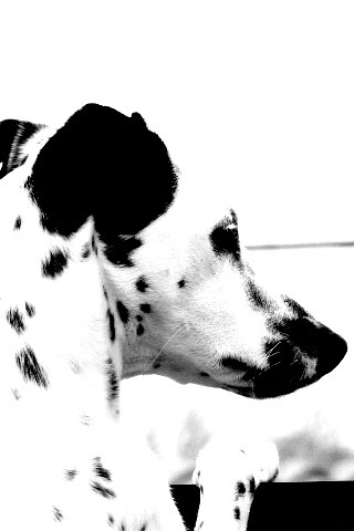 Долматинец смотрит вдаль обои