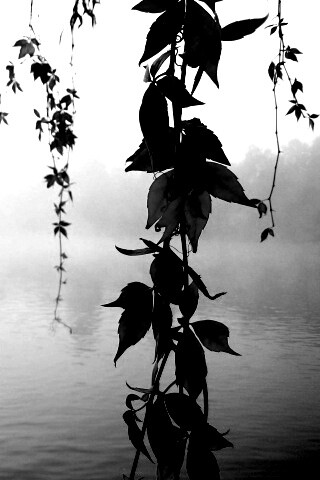 Ветви красного дерева обои