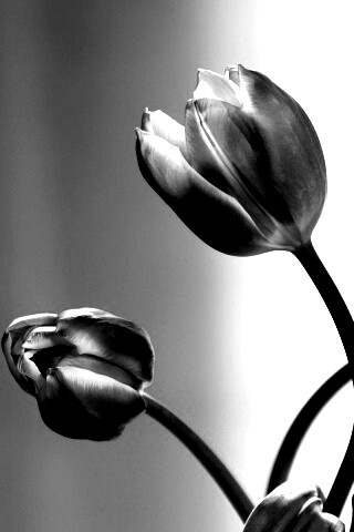 Сиреневые цветы обои