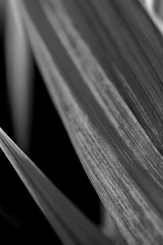 Идеальный кусочек зелени обои