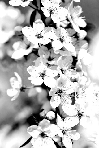 Цветение вишни обои