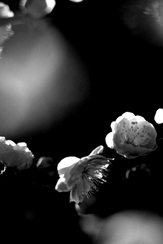 Цветущая вишня обои