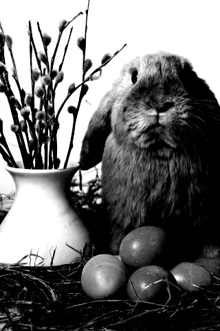 Пасхальный кролик обои