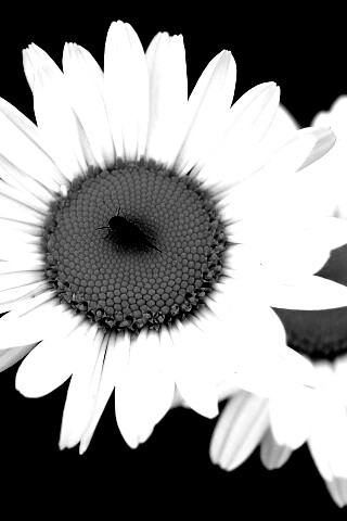 Ромашки обои