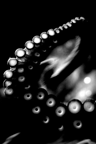 Щупальце обои