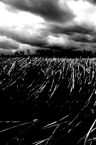 Убранное поле обои