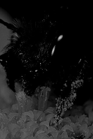 Пчела крупным планом обои