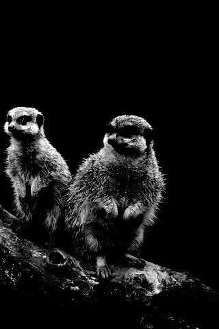 В дозоре обои