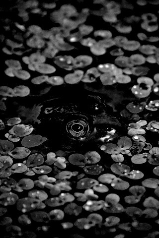 Маленькая лягушка обои