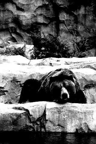 Медведь обои