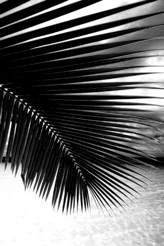 Пальмовый лист обои