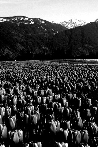 Поле тюльпанов обои