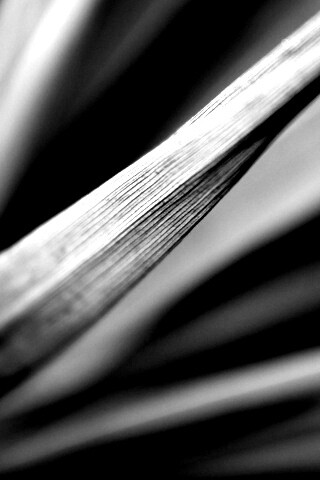 Сухое растение обои