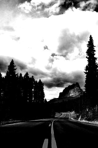 Красивая лесная дорога обои