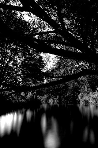 Спокойная лесная река обои