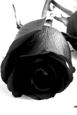 Две красные розы обои