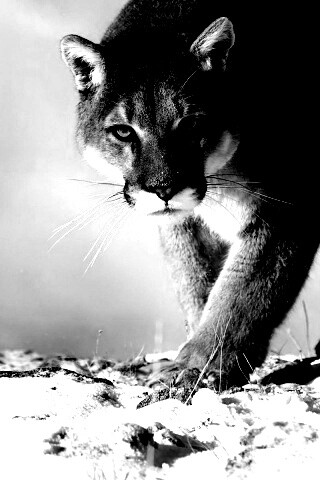 Пума с грозным взглядом обои