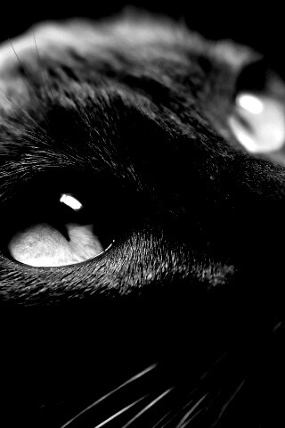 Кот с голубыми глазами обои