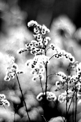 Сиреневые цветы обои