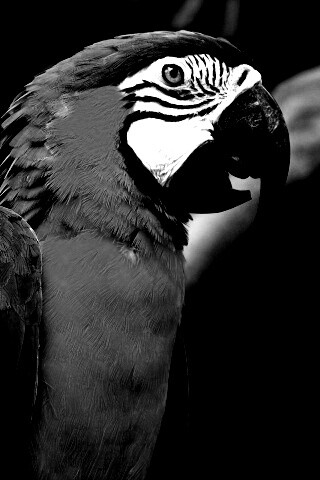 Разноцветынй попугай обои