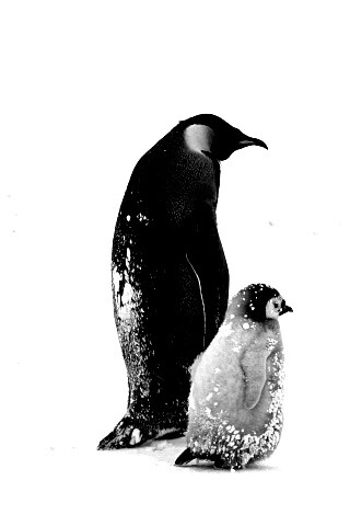 Пингвин с птенцом обои